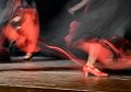 148 - flamenco - GASPERLIN Izidor - slovenia